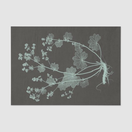 ミント&木炭自然勉強I 薄葉紙 (正面)