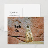 ミーアキャット野生動物写真ありがとう ポストカード (正面/裏面)