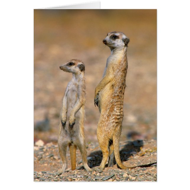 ミーアキャット (スリカータ・スリカッタ) 番兵, カラス州 (正面)