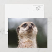 ミーアキャット ポストカード (正面/裏面)