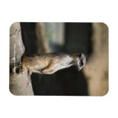 ミーアキャット マグネット (横)