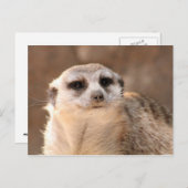 ミーカートはがき ポストカード (正面/裏面)