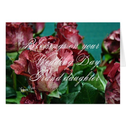 ミーガンのバラWD 11 grdzz (正面横)