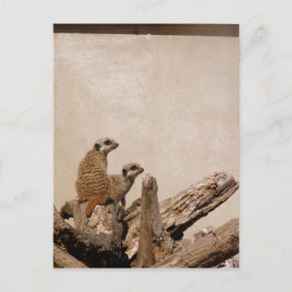 ミーキャット監視台 ポストカード