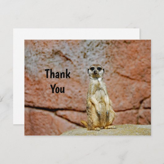 ミーキャット野生動物写真ありがとう ポストカード (正面/裏面)