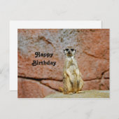 ミーキャット野生動物写真の誕生日 ポストカード (正面/裏面)