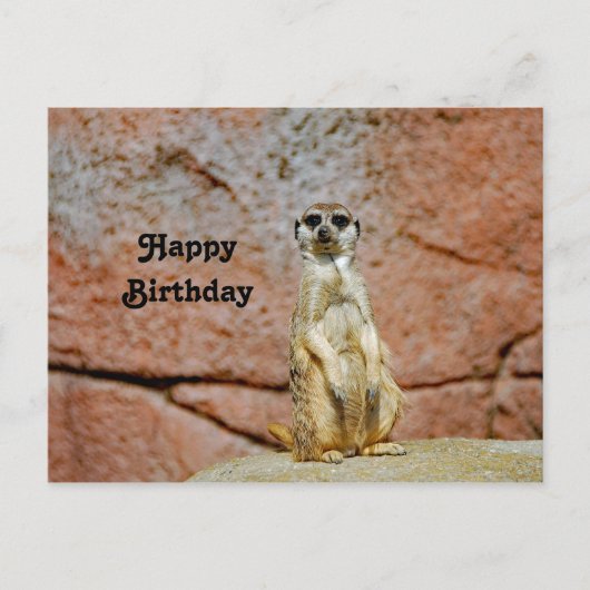 ミーキャット野生動物写真の誕生日 ポストカード (正面)