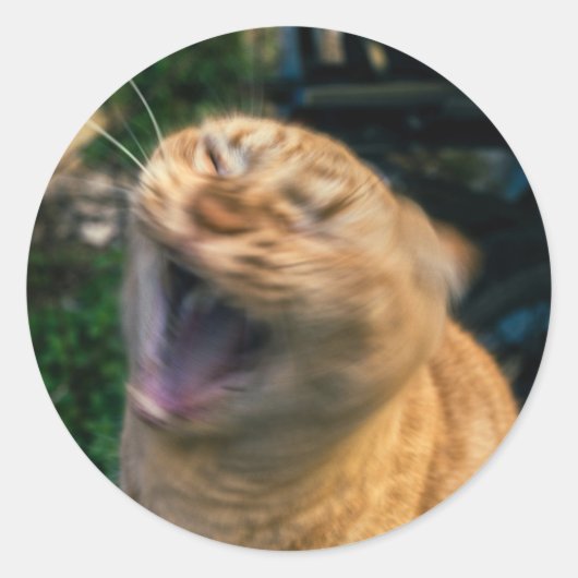 ミーム猫 ラウンドシール (正面)