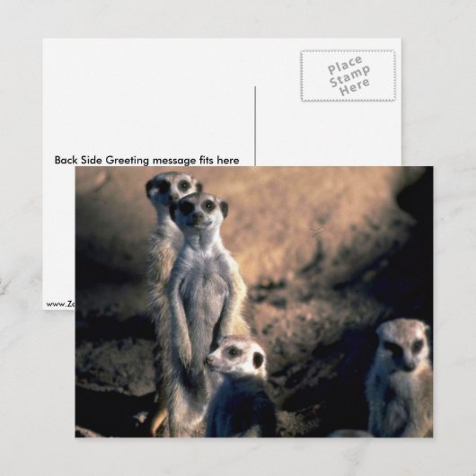 ミールカツ ポストカード (正面/裏面)