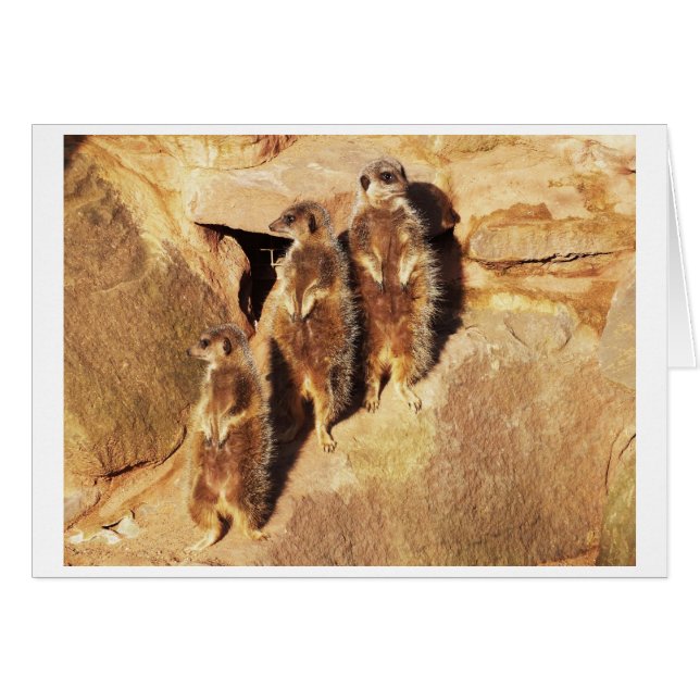 ミールカート (正面横)