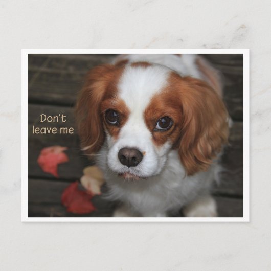 ミ離れ ーラスが ポストカード (正面)