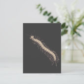 ムカデのポストカード ポストカード (スタンド正面)