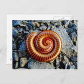 ムカデ トリゴニウルス コラリヌス 丸まった節足動物 ポストカード (正面/裏面)