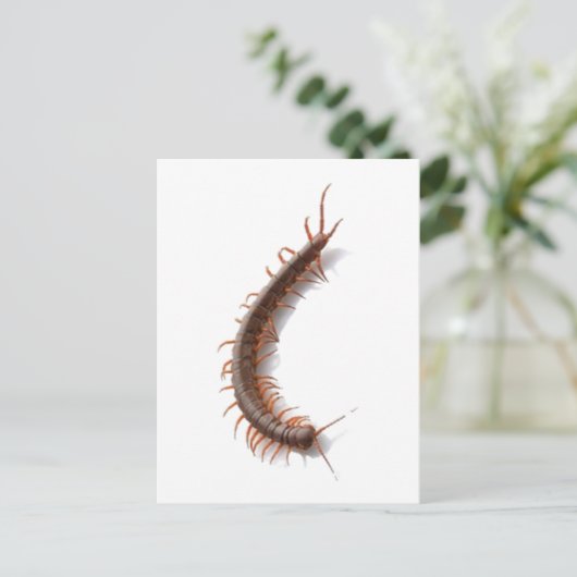 ムカデ ポストカード (スタンド正面)