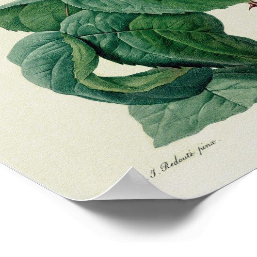 ムカ病 ポスター (角)