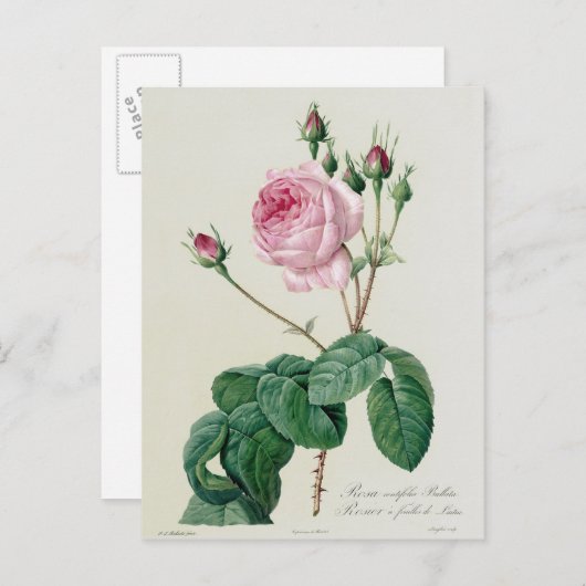 ムカ病 ポストカード (正面/裏面)