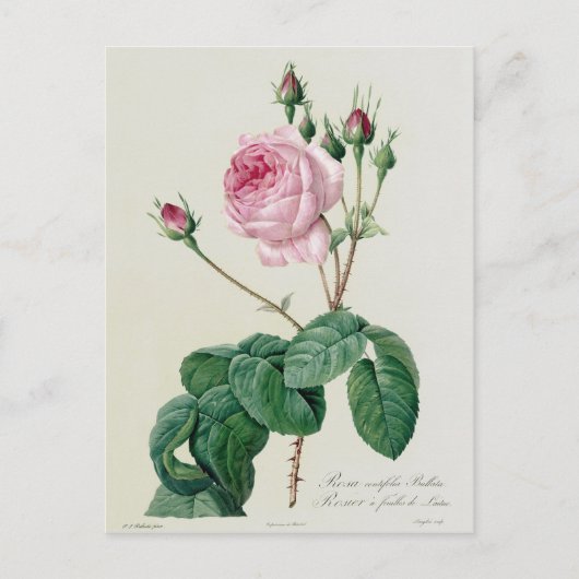 ムカ病 ポストカード (正面)