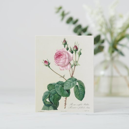 ムカ病 ポストカード (スタンド正面)