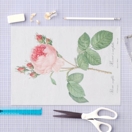 ムカ病 薄葉紙 (クラフト)