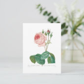 ムカ目 ポストカード (スタンド正面)