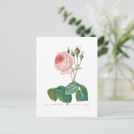 ムカ目 ポストカード (スタンド正面)