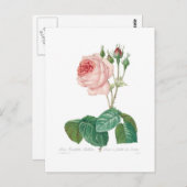 ムカ目 ポストカード (正面/裏面)