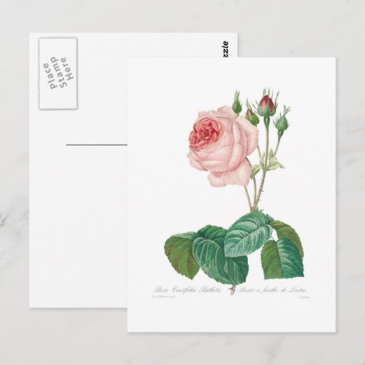 ムカ目 ポストカード (正面/裏面)