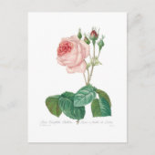 ムカ目 ポストカード (正面)