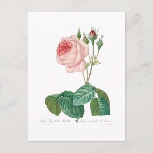 ムカ目 ポストカード (正面)