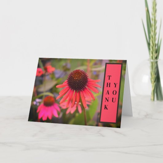 ムキギクの花 エキナセアの「ありがとう」 サンキューカード (正面)