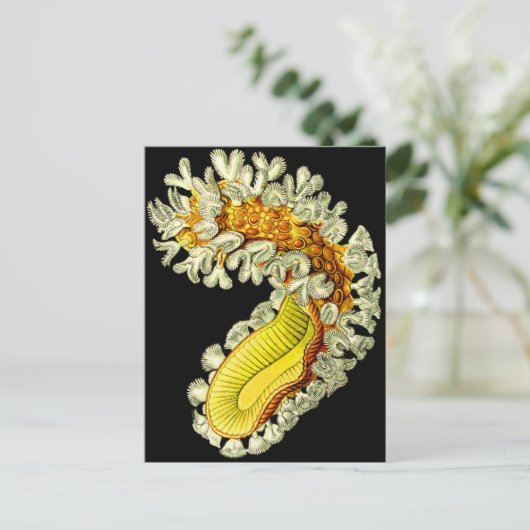 ムキドキ ポストカード (スタンド正面)