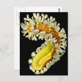 ムキドキ ポストカード (正面/裏面)