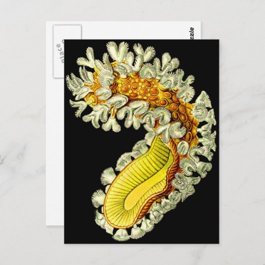 ムキドキ ポストカード (正面/裏面)