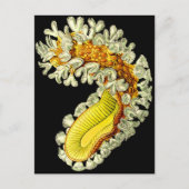 ムキドキ ポストカード (正面)