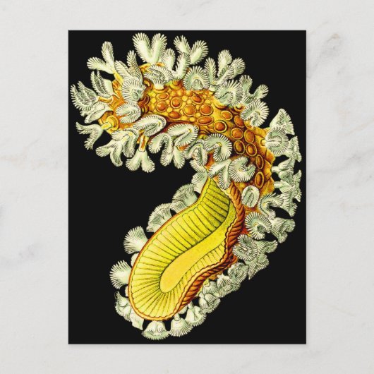 ムキドキ ポストカード (正面)