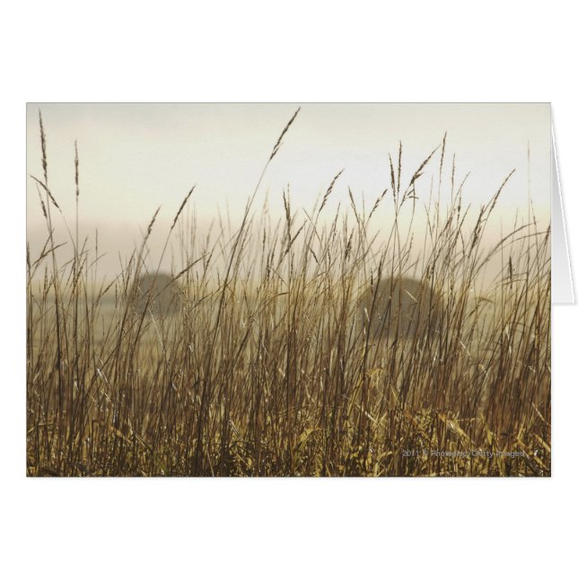 ムギの写真撮影の閉めて下さい (正面横)