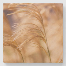 ムギの砂岩コースターの分野