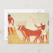 ムギを踏みつぶす牛を使用して ポストカード (正面/裏面)