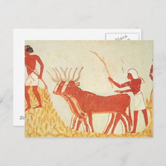 ムギを踏みつぶす牛を使用して ポストカード (正面/裏面)