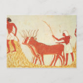 ムギを踏みつぶす牛を使用して ポストカード (正面)