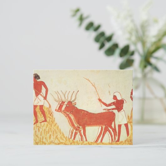 ムギを踏みつぶす牛を使用して ポストカード (スタンド正面)