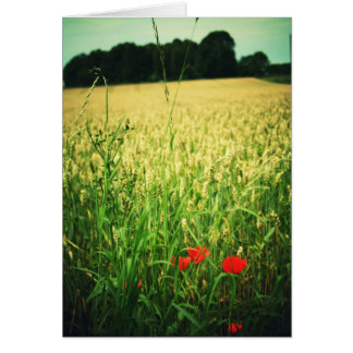 ムギ-ドイツの分野