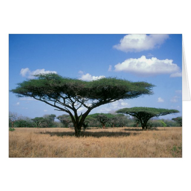 ムクエゼのウンバ+トルアカシア (Acacia tortilis) (正面横)