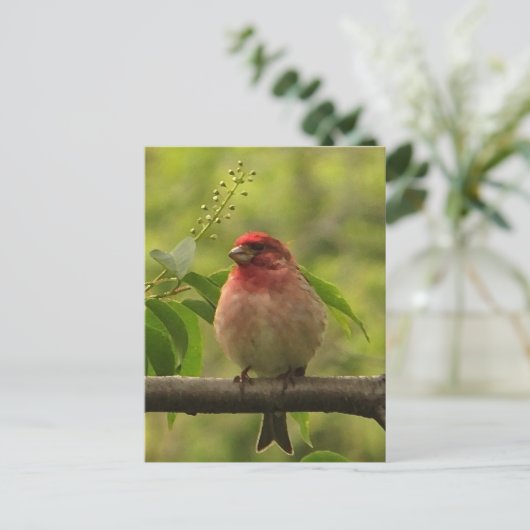 ムシクイ ポストカード (スタンド正面)