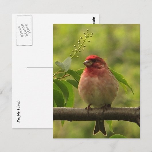 ムシクイ ポストカード (正面/裏面)