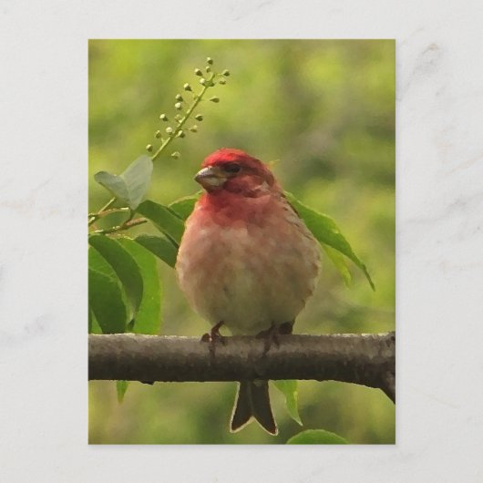 ムシクイ ポストカード (正面)