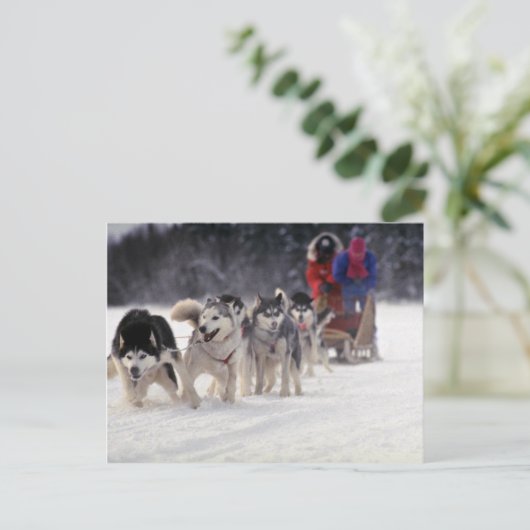 ムシュ ポストカード (スタンド正面)