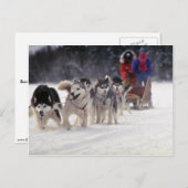 ムシュ ポストカード (正面/裏面)