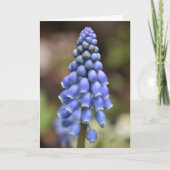 ムスカリ・アルメニアカム、グレープヒアシンス・カード カード (正面)
