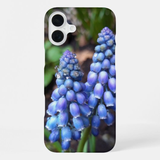 ムスカリ アルメニアカム , 葡萄風信子と雨滴 iPhoneケース (裏面)
